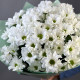 Букет из 9 кустовых хризантем ромашкой