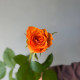 Роза Белинда